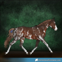 Horse Color:Liver Chestnut Sabino 