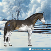 Horse Color:White Spotted Buckskin 