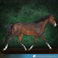 Horse Color:Bay Sabino Rabicano