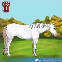 Horse Color:Chestnut Ice Sabino Splash Tobiano Frame Appaloosa Rabicano