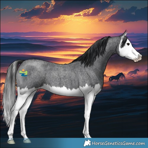 Horse Color:Blue Roan Splash 