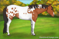 Horse Color:Bay Tobiano Blanket Rabicano 