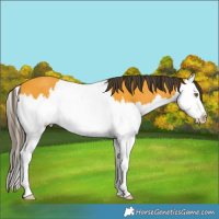 Horse Color:Buckskin Splash 