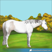 Horse Color:Gray Bay Dun Splash Tobiano Appaloosa Rabicano Brindle