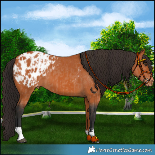 Horse Color:Brown Roan Appaloosa  and Bay Appaloosa 