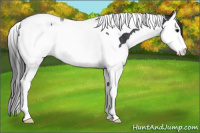 Horse Color:Black Splash Tobiano Appaloosa Rabicano
