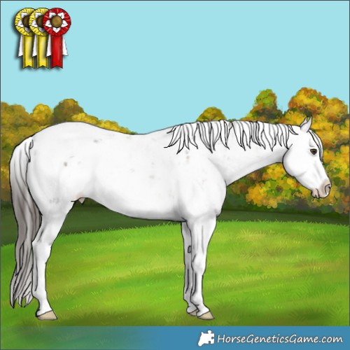 Horse Color:Liver Chestnut Sabino Splash Appaloosa Rabicano 