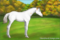 Horse Color:Amber Cream Champagne Splash Tobiano Appaloosa Rabicano 