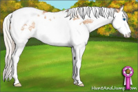 Horse Color:Silver Bay Ice Dun Splash Tobiano Appaloosa Rabicano