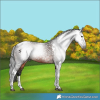 Horse Color:Gray Brown Splash Tobiano 