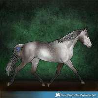 Horse Color:Gray Liver Chestnut 