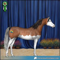 Horse Color:Bay Splash Rabicano 