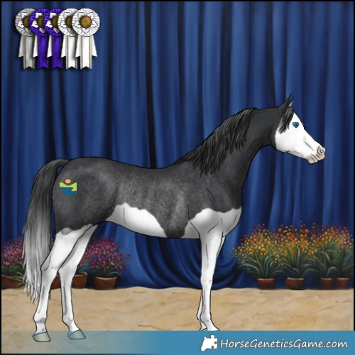 Horse Color:Black Splash Rabicano 