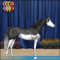 Horse Color:Black Splash Rabicano 