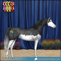 Horse Color:Black Splash Rabicano 