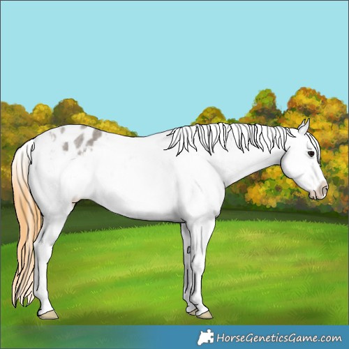 Horse Color:Smoky Grullo Roan Splash Appaloosa Rabicano 