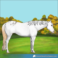 Horse Color:Smoky Grullo Roan Splash Appaloosa Rabicano 
