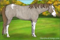 Horse Color:Smoky Grullo Roan Splash Appaloosa Rabicano 
