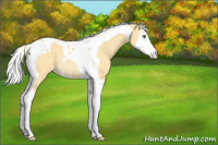 Horse Color:Silver Classic Cream Champagne Splash Tobiano Appaloosa Rabicano