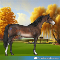 Horse Color:Brown Mushroom Sabino 