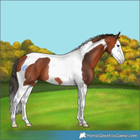 Horse Color:Bay Splash Tobiano Rabicano 
