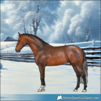 Horse Color:Bay Rabicano 