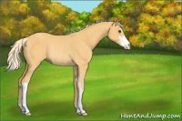 Horse Color:Palomino Sabino Rabicano 