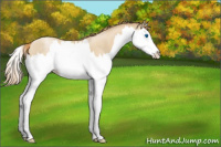 Horse Color:Smoky Black Pearl Sabino Splash Rabicano 