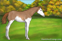 Horse Color:Chestnut Sabino Splash Rabicano 