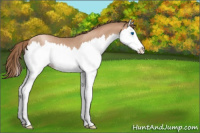Horse Color:Blue Roan Pearl Sabino Splash Varnish Rabicano 