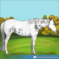 Horse Color:Black Sabino Splash Tobiano Rabicano 