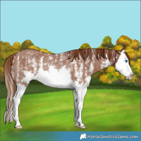 Horse Color:Chestnut Sabino Splash Rabicano 