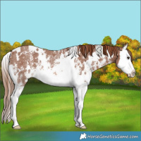 Horse Color:White Spotted Chestnut Sabino Splash Rabicano 