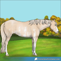 Horse Color:Palomino Pearl Sabino Rabicano