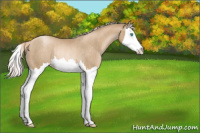 Horse Color:Chocolate Palomino Pearl Sabino Splash Varnish Rabicano 