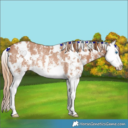 Horse Color:White Spotted Chestnut Sabino Splash Rabicano 