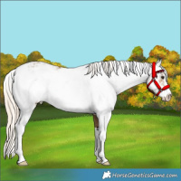 Horse Color:Chocolate Palomino Sabino Appaloosa Rabicano