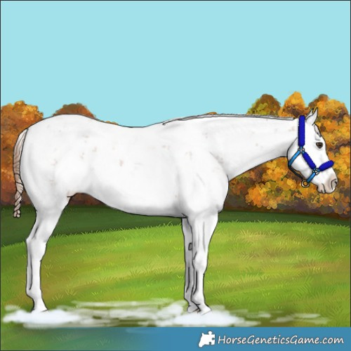 Horse Color:Chestnut Sabino Splash Appaloosa Rabicano 
