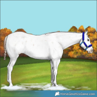 Horse Color:Chestnut Sabino Splash Varnish Rabicano 