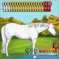 Horse Color:Silver Amber Champagne Dun Splash Tobiano Appaloosa Rabicano