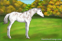 Horse Color:Liver Chestnut Ice Sabino Splash Appaloosa Rabicano
