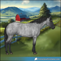 Horse Color:Blue Roan 