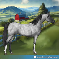 Horse Color:Blue Roan Tobiano 