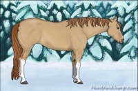 Horse Color:Red Dun Tobiano