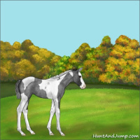 Horse Color:Blue Roan Splash Tobiano 