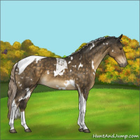 Horse Color:White Spotted Chocolate Palomino Tobiano