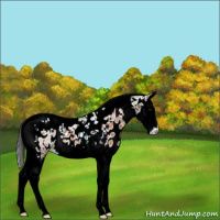Horse Color:Bay Splash Tobiano Leopard 