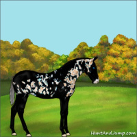 Horse Color:Bay Dun Splash Tobiano Leopard 
