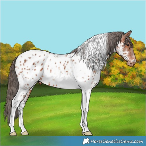 Horse Color:Bay Tobiano Appaloosa 