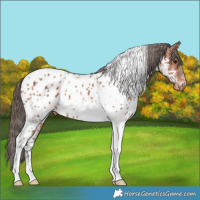 Horse Color:Bay Tobiano Near Leopard 
